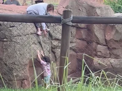 MetaKate334 Video Shows Child Fall at Animal Kingdom Lodge — Disney Animal Kingdom News July 2026