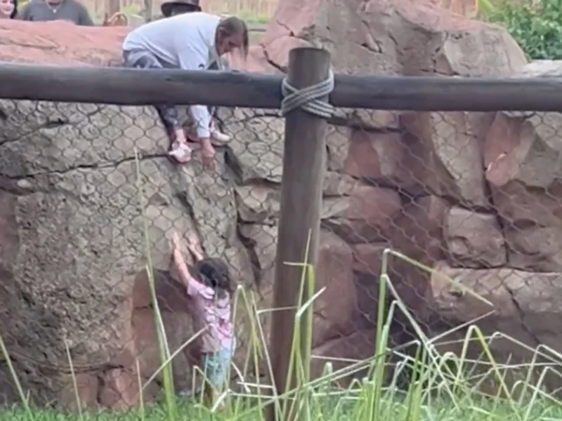 MetaKate334 Video Shows Child Fall at Animal Kingdom Lodge — Disney Animal Kingdom News July 2026