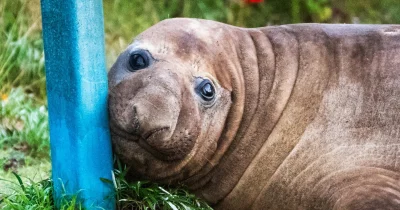 Kris Carlyon urges privacy for Neil the Seal and 1.4 million fans