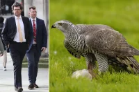 Barnes Thomas loses appeal over £258,500 falcon breeding damages