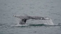 Miyoko Sakashita warns Gray Whales face 60 deaths on West Coast