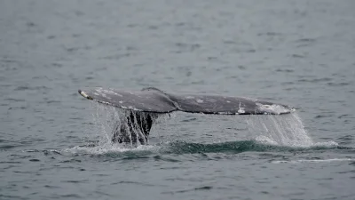 Miyoko Sakashita warns Gray Whales face 60 deaths on West Coast