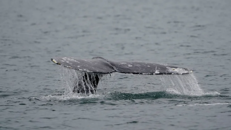 Miyoko Sakashita warns Gray Whales face 60 deaths on West Coast