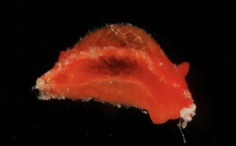 Jesús Ortea names 4-millimetre Aldisa vozinhai — New Species Named After Vozinha