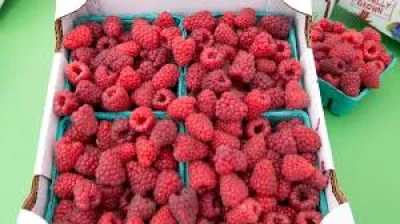 Colorado serviceberry beats Raspberries for pollinators and fruit