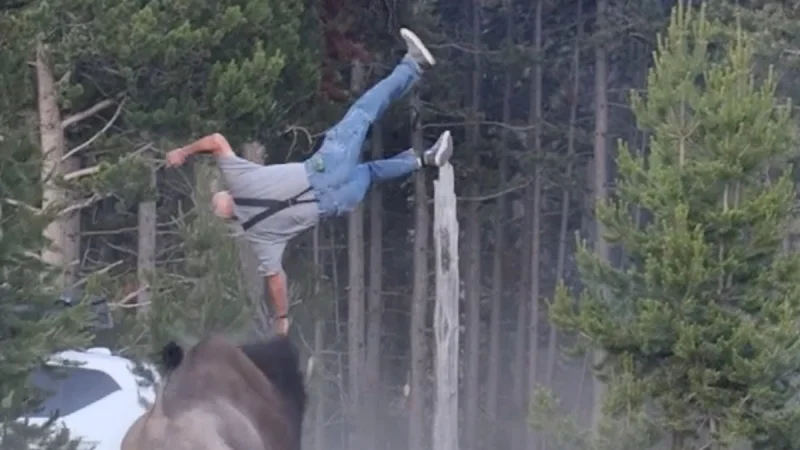 Mike Macleod Films Bison Attack In Yellowstone, Tourist Hurt