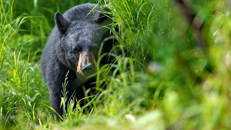Shonna Dehl Describes Black Bear Attacks Near Fool Creek