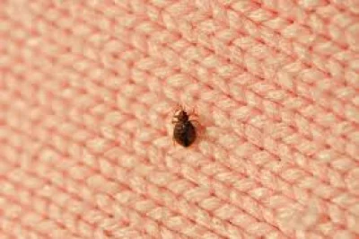 Chicago Tops Orkin’s 2026 Bed Bug Cities List Again — Reason