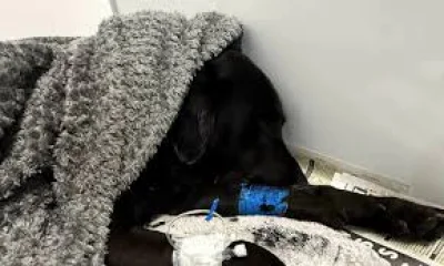 Christina Bluhme praises rescue after Tokyo Labrador Lochaber Rescue on Ben Nevis