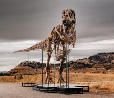 Sotheby's values Gus T. Rex Fossil at $30 million