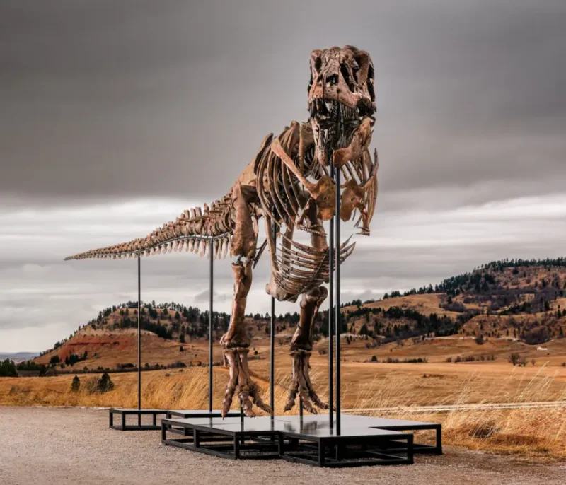 Sotheby's values Gus T. Rex Fossil at $30 million
