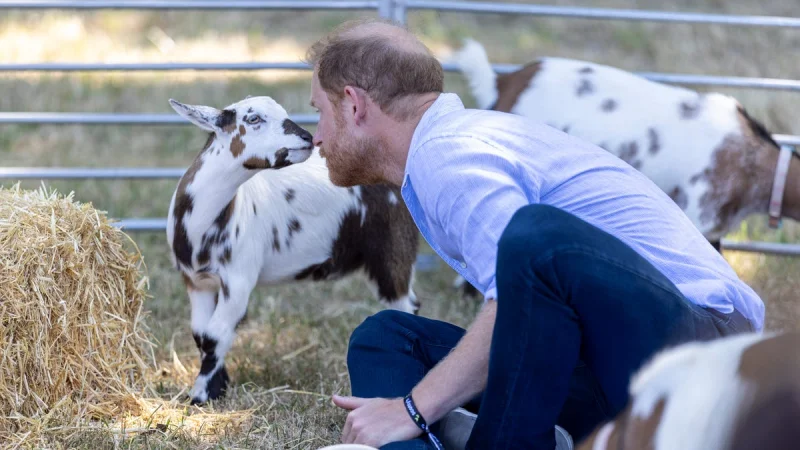 Prince Harry takes part in Goat Yoga at Scotty's Summer Festival — Yoga appearance caps UK visit