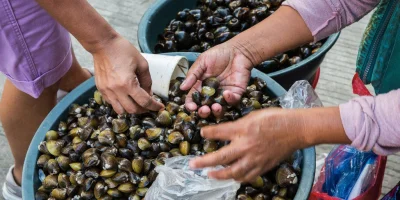 Aly Putnam Tracks Manila Clam Atlantic Coast Invasion in Boston Harbor