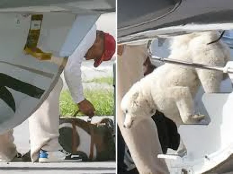 Travis Kelce Pet Rumors Ease After Palm Beach Puppy Sighting