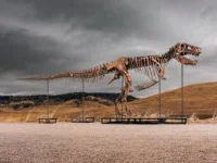 Richard Butler Warns $20 Million T. Rex Fossil Auction Looms — T. Rex Fossil Auction