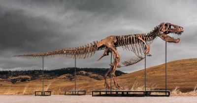 Sotheby’s Opens Gus Tyrannosaurus Rex Fossil Bidding at $30 Million