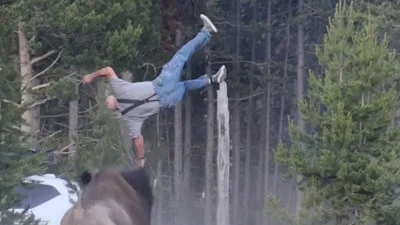 Yellowstone Keeps Bison After Carl Isom Mcdaniel Bison Encounter