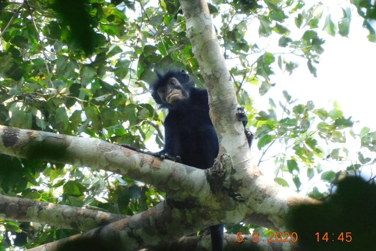 Kate Detwiler describes Colobus congoensis Monkey in DRC - El-Balad