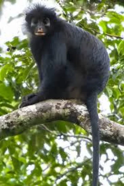 Junior Amboko spots fifth African New Monkey Species in Congo