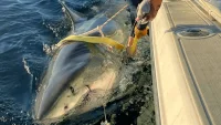 Contender resurfaces near Outer Banks in Great White Sharks In Cape Cod update