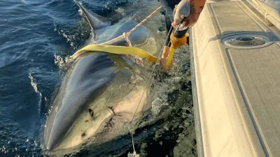 Contender resurfaces near Outer Banks in Great White Sharks In Cape Cod update