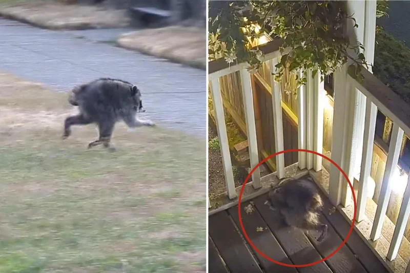 Jimothy Raccoon goes viral in Seattle with thousands of reactions
