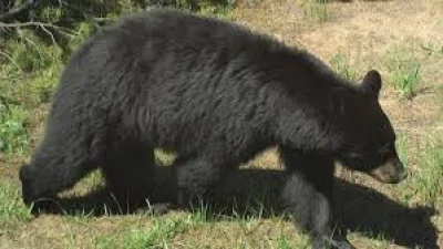 One black bear euthanized after Swan Valley home break-in — Idaho Bear Home Break-in