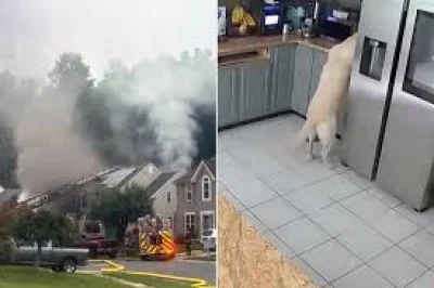 Maryland Dog Kitchen Toaster Fire Kills 3 Family Pets