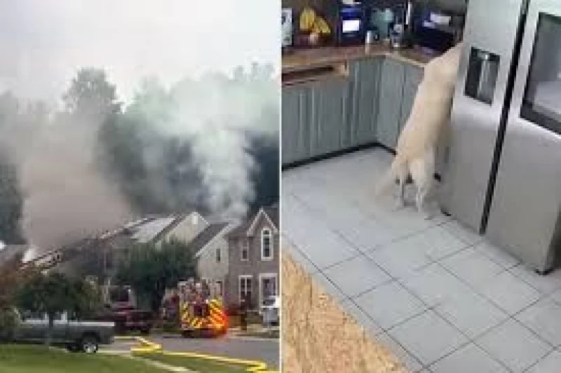 Maryland Dog Kitchen Toaster Fire Kills 3 Family Pets