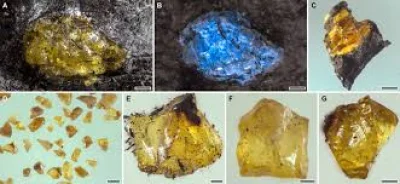 Cihang Luo reports 241 pieces in Middle Devonian Amber Fossil China