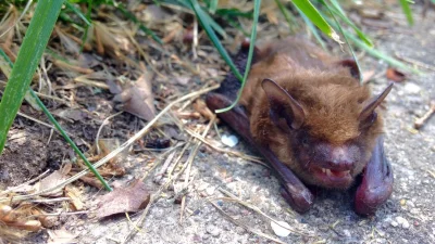 Jocelyn Mullins warns after Rabid Bat found near University of Washington