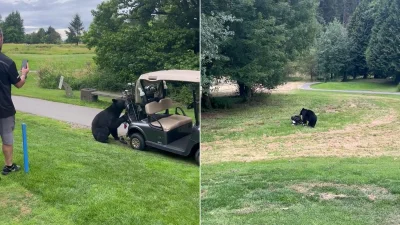 Bear Steals Golf Clubs at Golden Eagle Golf Club in Pitt Meadows, British Columbia