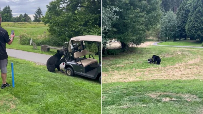 Bear Steals Golf Clubs at Golden Eagle Golf Club in Pitt Meadows, British Columbia