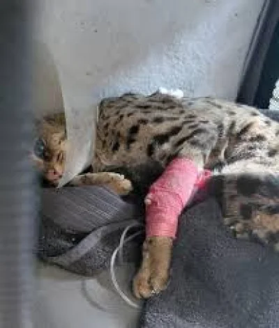 Kevin Murphy captures Norfolk Escaped Savannah Cat after two months