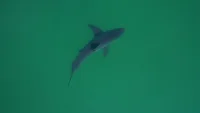 Neil Nathan tests SharkEye drones for Great White Shark In Southern California