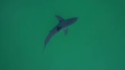 Neil Nathan tests SharkEye drones for Great White Shark In Southern California