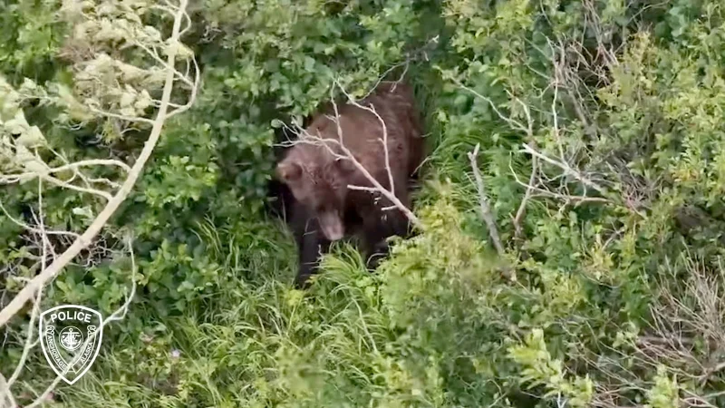 Gina Romero says Anchorage Alaska Hiking Bear Encounter injured hiker hospitalized