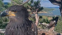 Jackie Remains Critical After Bald Eagle Jackie Rescue Early Saturday