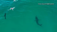 Scientists in California deploy AI for Great White Sharks warnings
