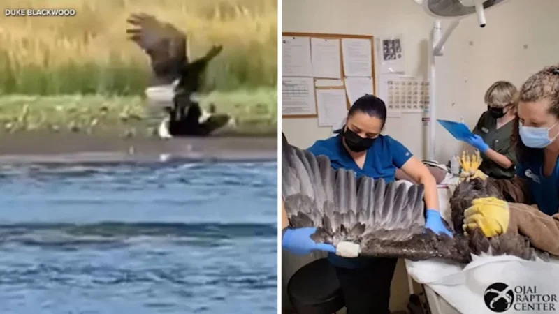 Jackie Bald Eagle Critical Condition: Ojai Raptor Center Treats Rescue