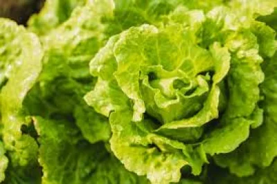 Fda Cyclospora Parasite Outbreak: 72 Cases Prompt New Investigation