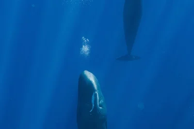 Researchers Track 17 Whale Naps, Find Bubble Buoyancy Control