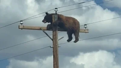 Robin Dawson Reports Bear Stranded On A Utility Pole in Union County
