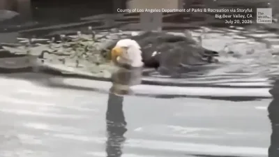 Shadow Keeps Caring for Sandy and Luna as Jackie Remains Critical — Eagle