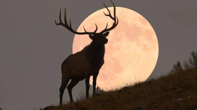 Aquarius Full Moon Astrology Sets July 29 Buck Moon at 10:35 a.m.