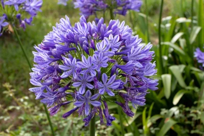 House Beautiful Lists 6 Plants for Drought Tolerance
