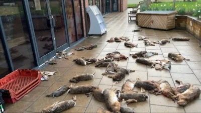 Illegal Hare Coursing Drives Farmers to Report Gang Damage