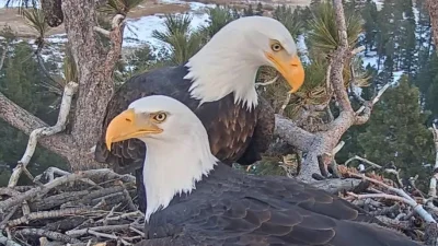 Jackie And Shadow: Friends of Big Bear Valley tracks young female eagle