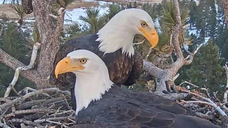 Jackie And Shadow: Friends of Big Bear Valley tracks young female eagle