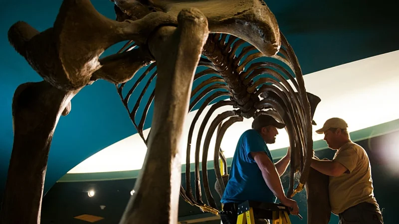 Euronews separates Danube Woolly Mammoth Bones from TV promo copy